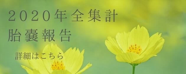“東京鍼灸烏森通り2020年胎嚢報告全期間”width="100%"height="100%"