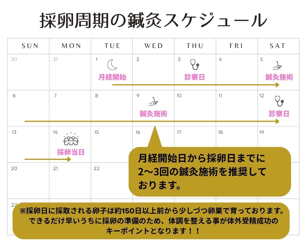 採卵周期の鍼灸通院スケジュール